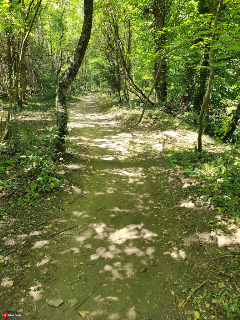 sentier forestier ombragé